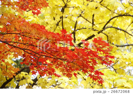紅葉するモミジの木と黄葉の木の写真素材