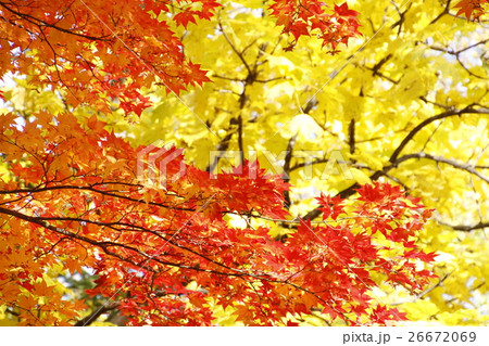 紅葉するモミジの木と黄葉の木 26672069