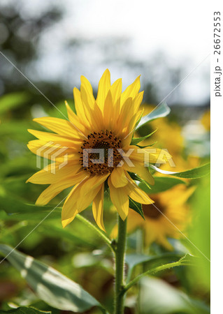 ひまわり 向日葵 ソレイユの丘 26672553