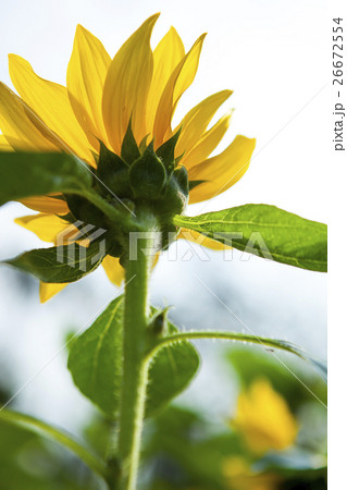 ひまわり 向日葵 ソレイユの丘 26672554