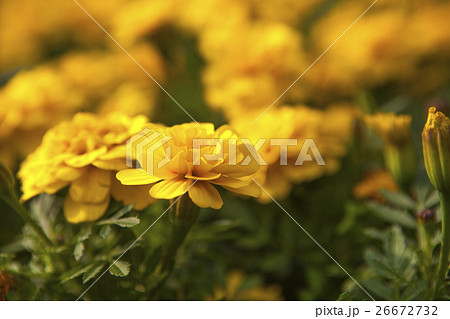 花 フラワー お花 26672732