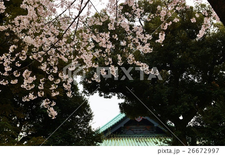 東京観光スポット桜スポット・湯島聖堂の甍と桜・横位置 26672997