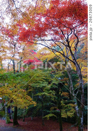 牛滝山の紅葉 26673009