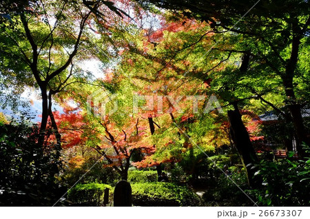 久安寺の紅葉 26673307