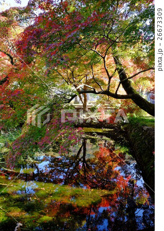 久安寺の紅葉 26673309