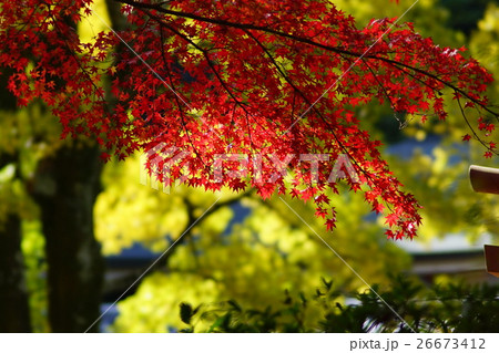 久安寺の紅葉 久安寺の紅葉 26673412
