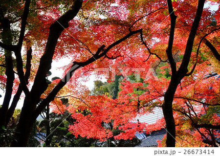 久安寺の紅葉 久安寺の紅葉 26673414