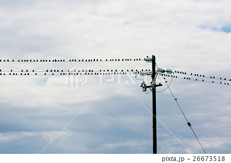 Flock Of Birds Sitting On Electric Wire 26673518