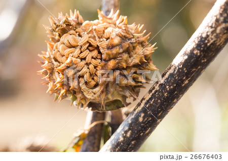 チョウセンアサガオ　実 26676403