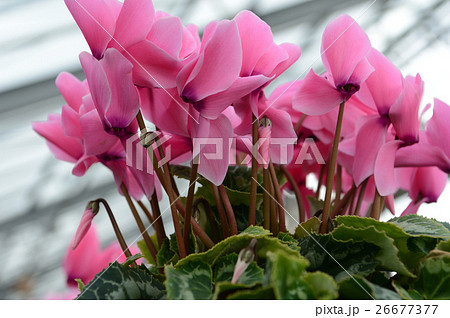 花きセンターのシクラメン、さわやかに 26677377