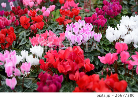 花きセンターのシクラメン、さわやかに 26677380