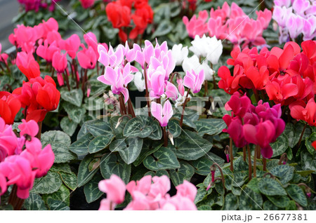 花きセンターのシクラメン、さわやかに 26677381
