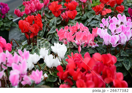 花きセンターのシクラメン、さわやかに 26677382