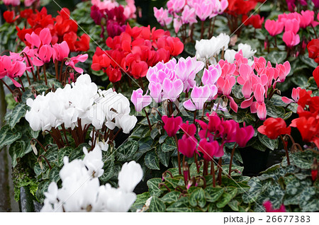 花きセンターのシクラメン、さわやかに 26677383