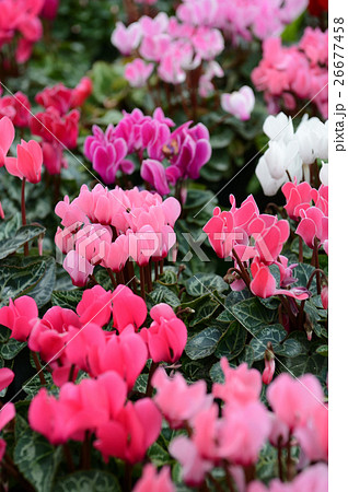 花きセンターのシクラメン、さわやかに 26677458
