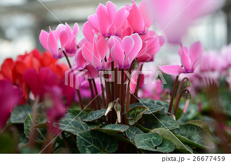 花きセンターのシクラメン、さわやかに 26677459