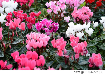 花きセンターのシクラメン、さわやかに 26677462
