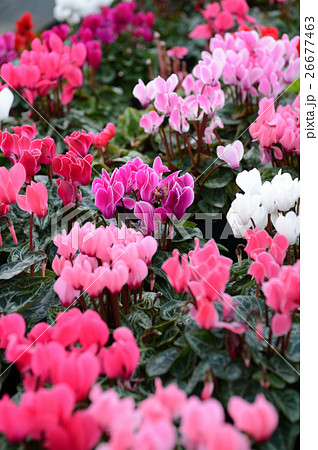 花きセンターのシクラメン、さわやかに 26677463