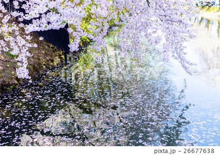 弘前公園の桜 弘前公園の桜 26677638
