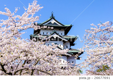 弘前公園の桜 26677691