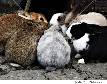 ウサギは柔らかい体毛で覆われ、毛色は多彩である。西洋では足や尾が幸運のシンボルとされる。の写真素材 [26677772] - PIXTA