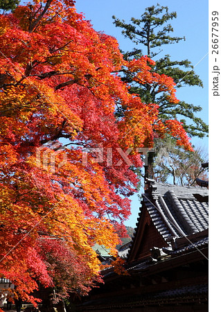 永源寺の紅葉 26677959
