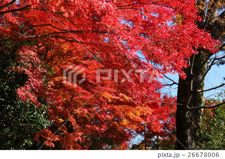 永源寺の紅葉 26678006