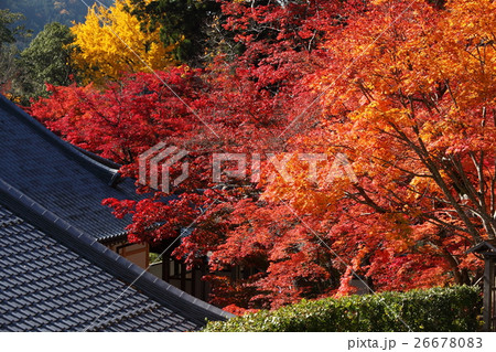 永源寺の紅葉 26678083