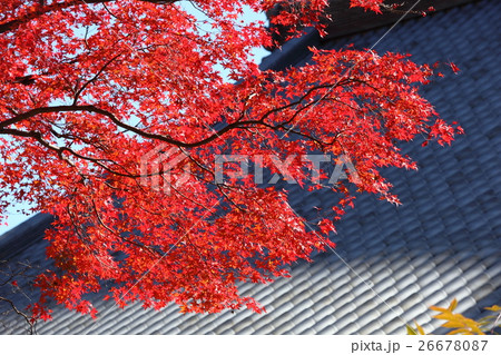 永源寺の紅葉 26678087