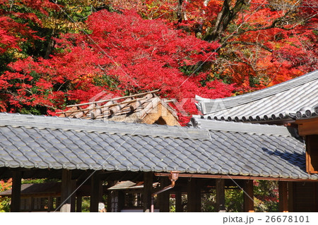 永源寺の紅葉 永源寺の紅葉 26678101
