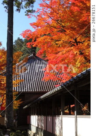 永源寺の紅葉 26678151