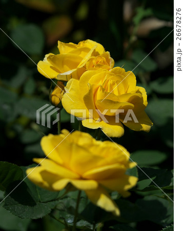 伊豆の踊子バラ 26678276