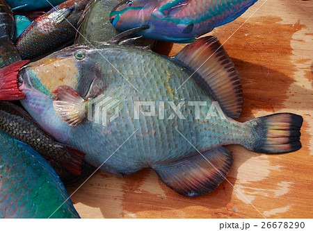 南国の魚5の写真素材
