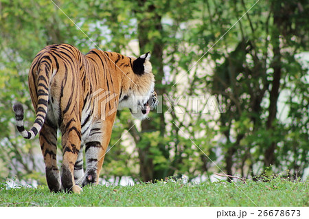 ベンガルトラ ベンガルトラ 26678673
