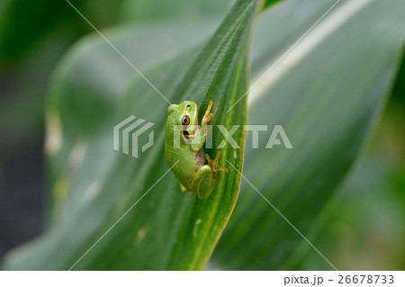 カエル カエル 26678733