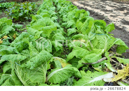 白菜 26678824