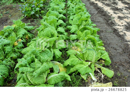 白菜 26678825