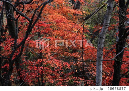 紅葉 26678857
