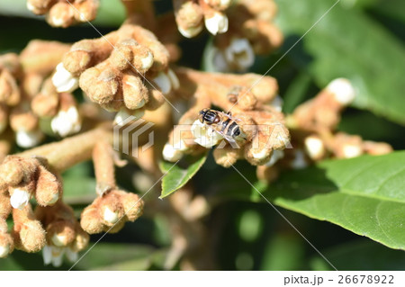 ミツバチとビワの花 26678922