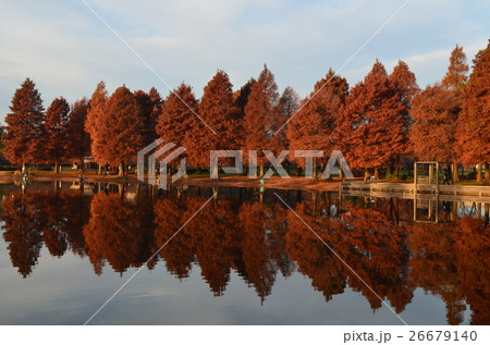 公園の紅葉 26679140