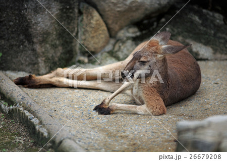 カンガルー 26679208