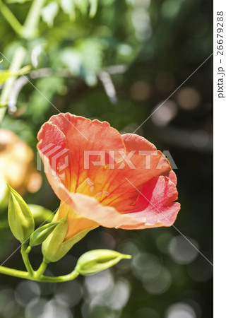 ノウゼンカズラの花一輪 26679288