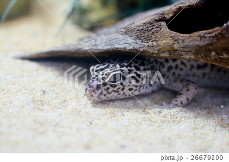 ヒョウモントカゲモドキ レオパードゲッコー ヒョウモントカゲモドキ レオパードゲッコー 26679290