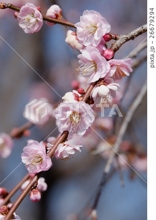 梅の花 梅の花 26679294
