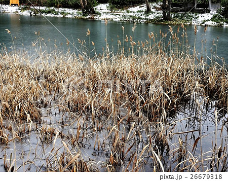 万座に人と荷物を運ぶ牛方が牛に水を飲ませたことで、牛池と呼ばれるようになった。全面結氷している。 26679318