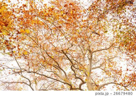 紅葉のプラタナスの写真素材