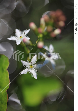 ミツガシワ 26679535