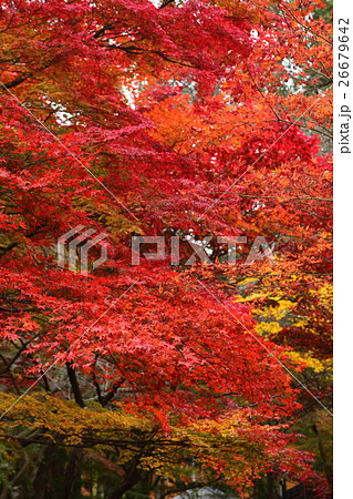 金剛輪寺の紅葉 26679642