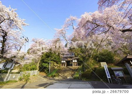 春爛漫桜が咲き誇る満開の大年寺惣門(だいねんじそうもん)仙台市指定文化財,桜の名所 春爛漫桜が咲き誇る満開の大年寺惣門(だいねんじそうもん)仙台市指定文化財,桜の名所 26679700