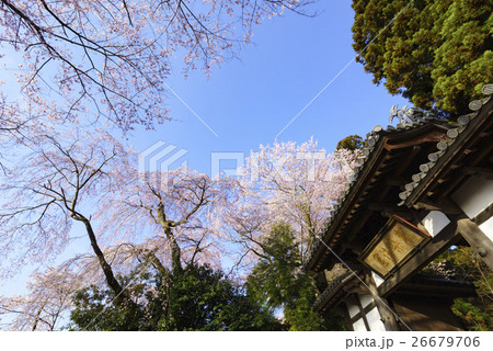 春爛漫桜が咲き誇る満開の大年寺惣門(だいねんじそうもん)仙台市指定文化財,桜の名所 春爛漫桜が咲き誇る満開の大年寺惣門(だいねんじそうもん)仙台市指定文化財,桜の名所 26679706